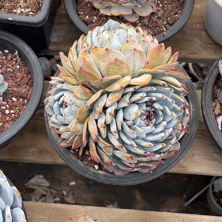 完全开放黄皮橙子