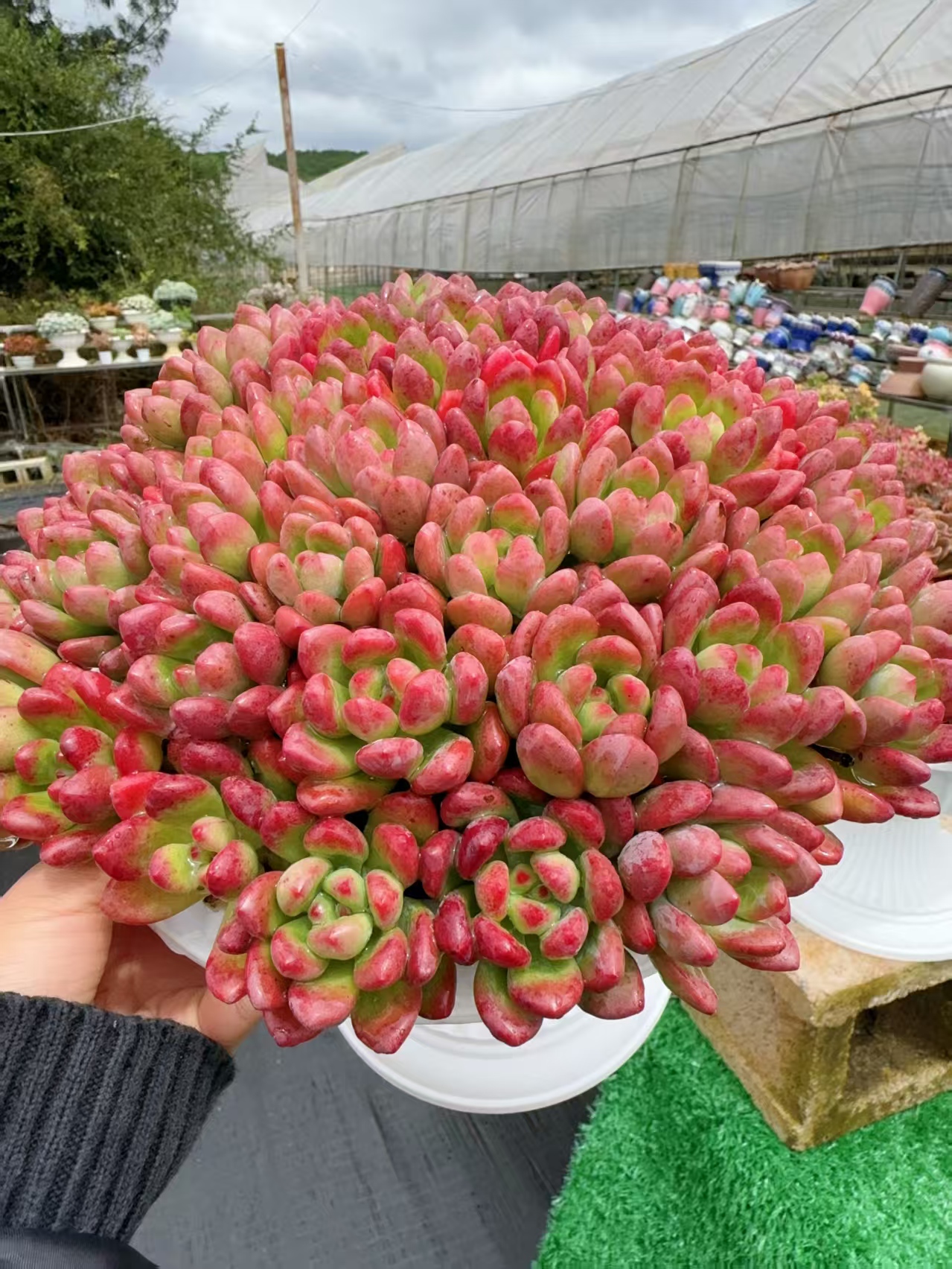 XP完美仙子+罗马盆  多肉植物 带盆带土 好养耐活
