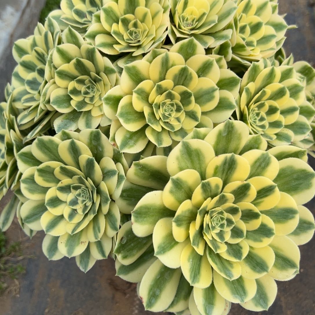 381迈巴赫多肉植物一