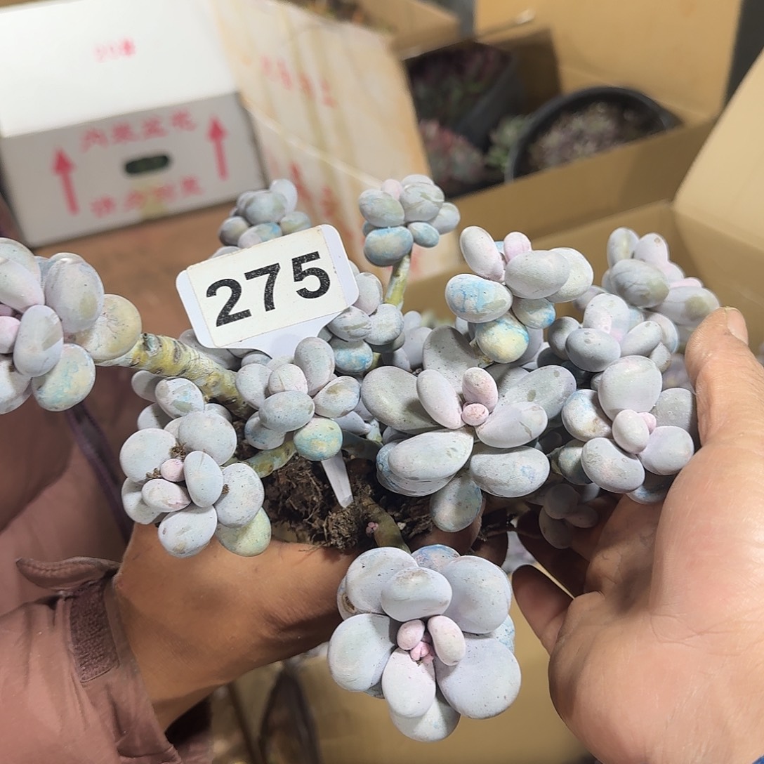 向****275奶酪123456789123