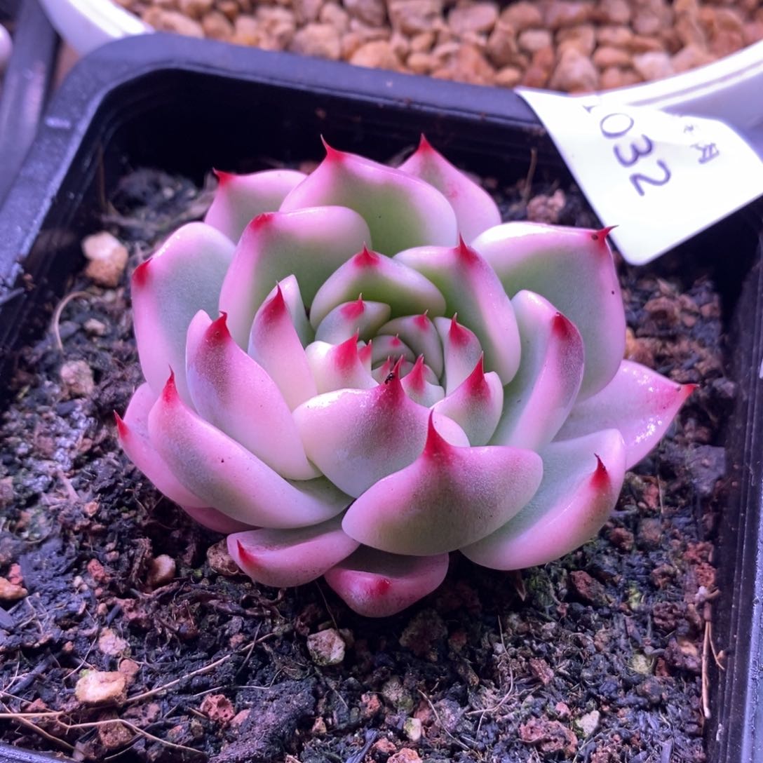 吉娃娃锦 1032 多肉