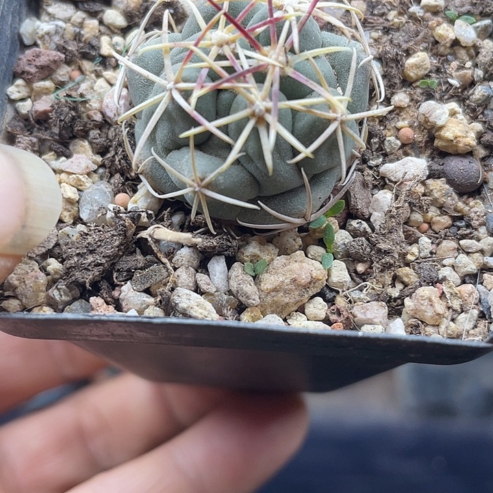 实生大红鹰一颗包邮