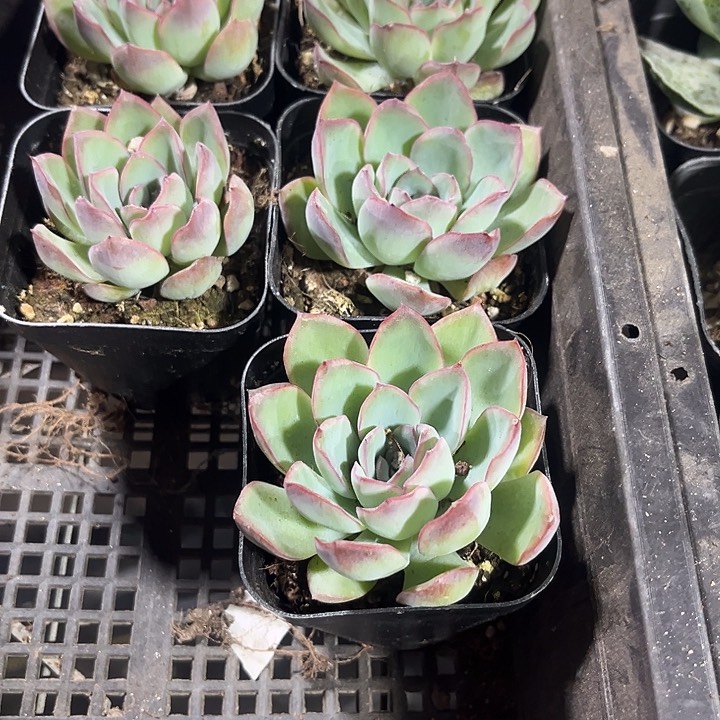 荷花一颗带盆土发