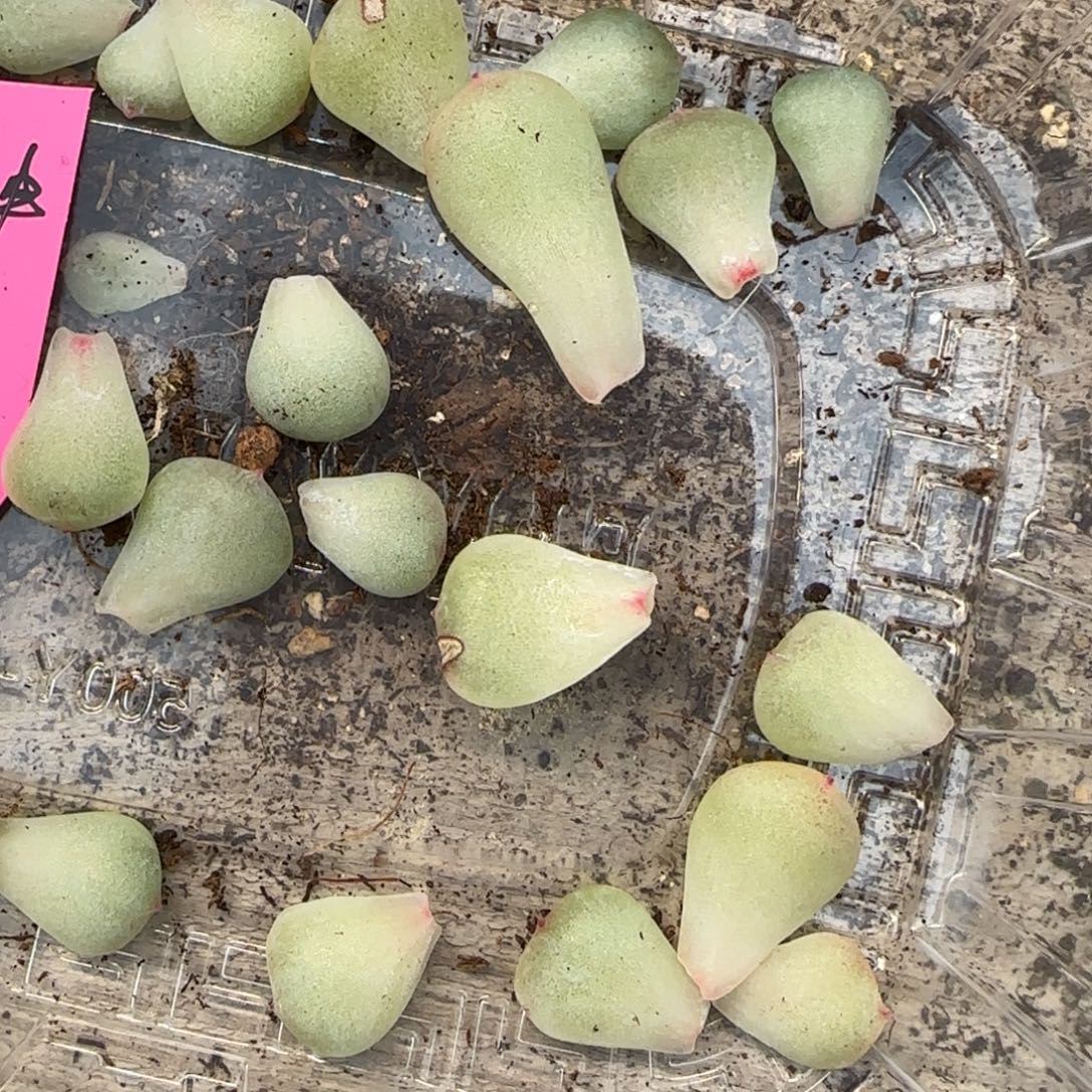 颜神叶子一个满25包邮