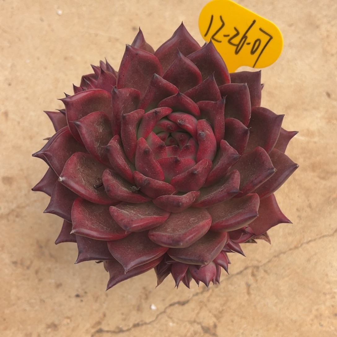 12-26-07彩色吉拉姆多肉植物