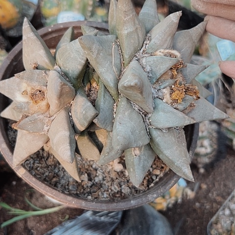 2676嫁接的仙人球