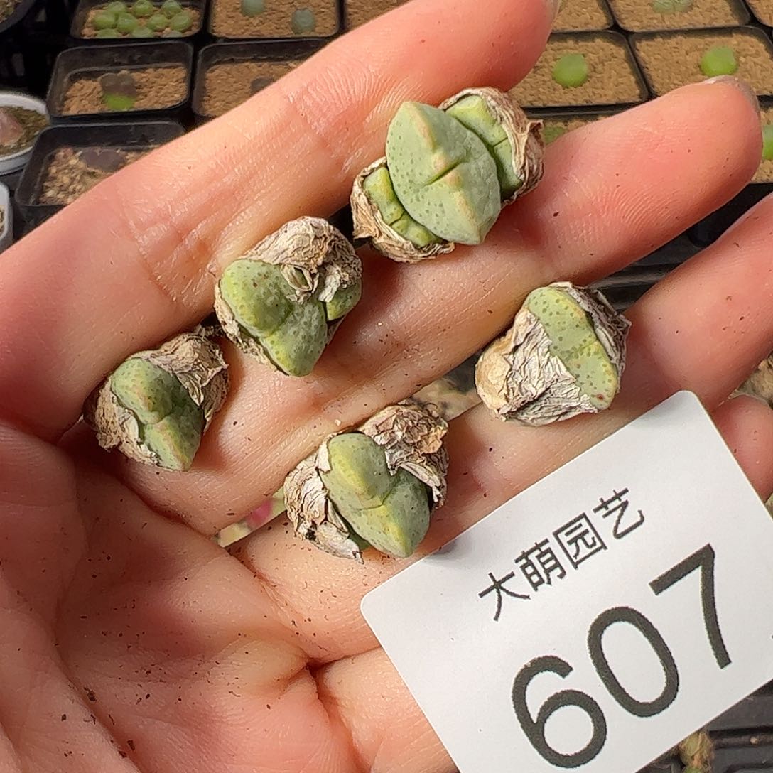 量拍紫式部5颗一组