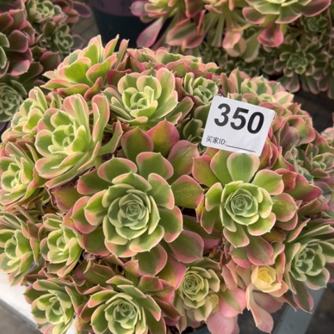 350白凤朵朵25厘米