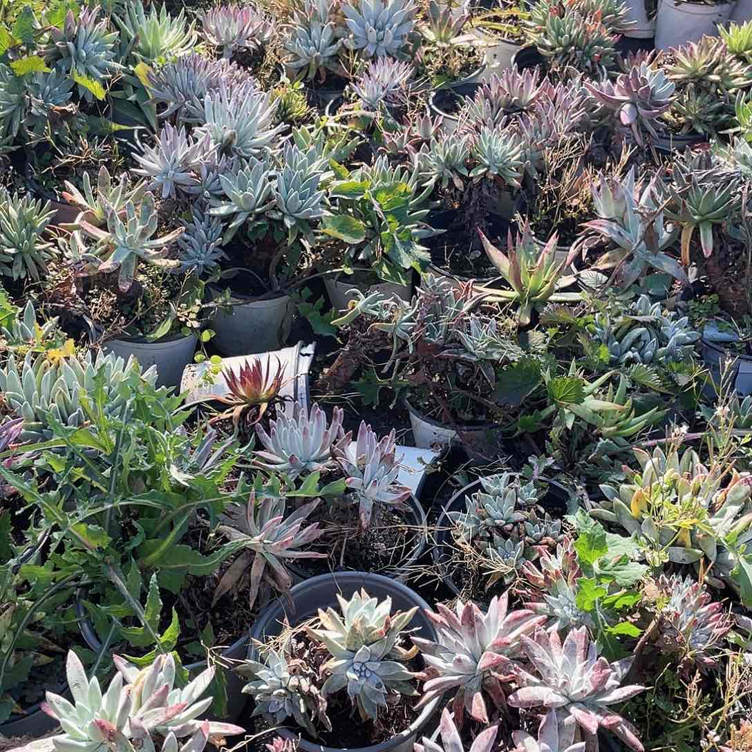 仙女杯随机老桩量拍