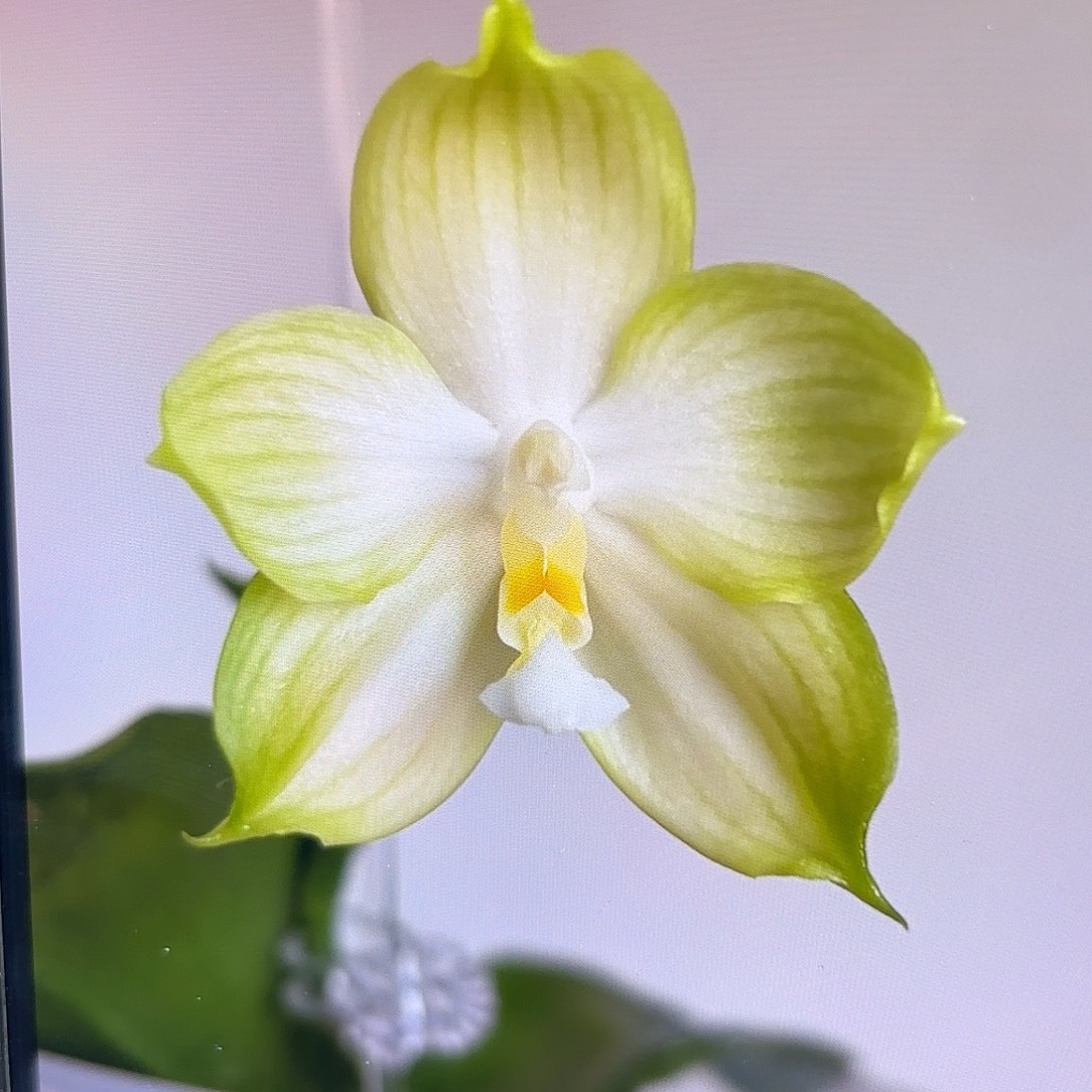 当前无花栽培后可以开花青柠