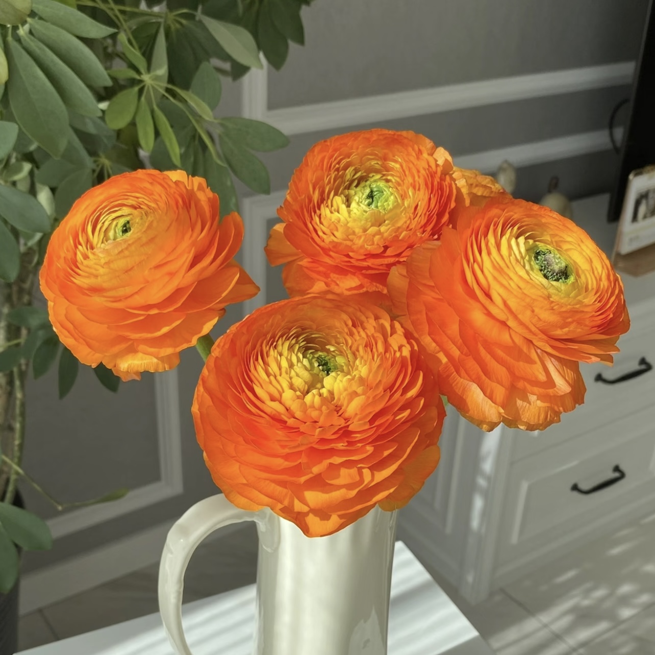 洋牡丹【橙黄色】盆栽庭院阳台爆花强花卉新手易养护