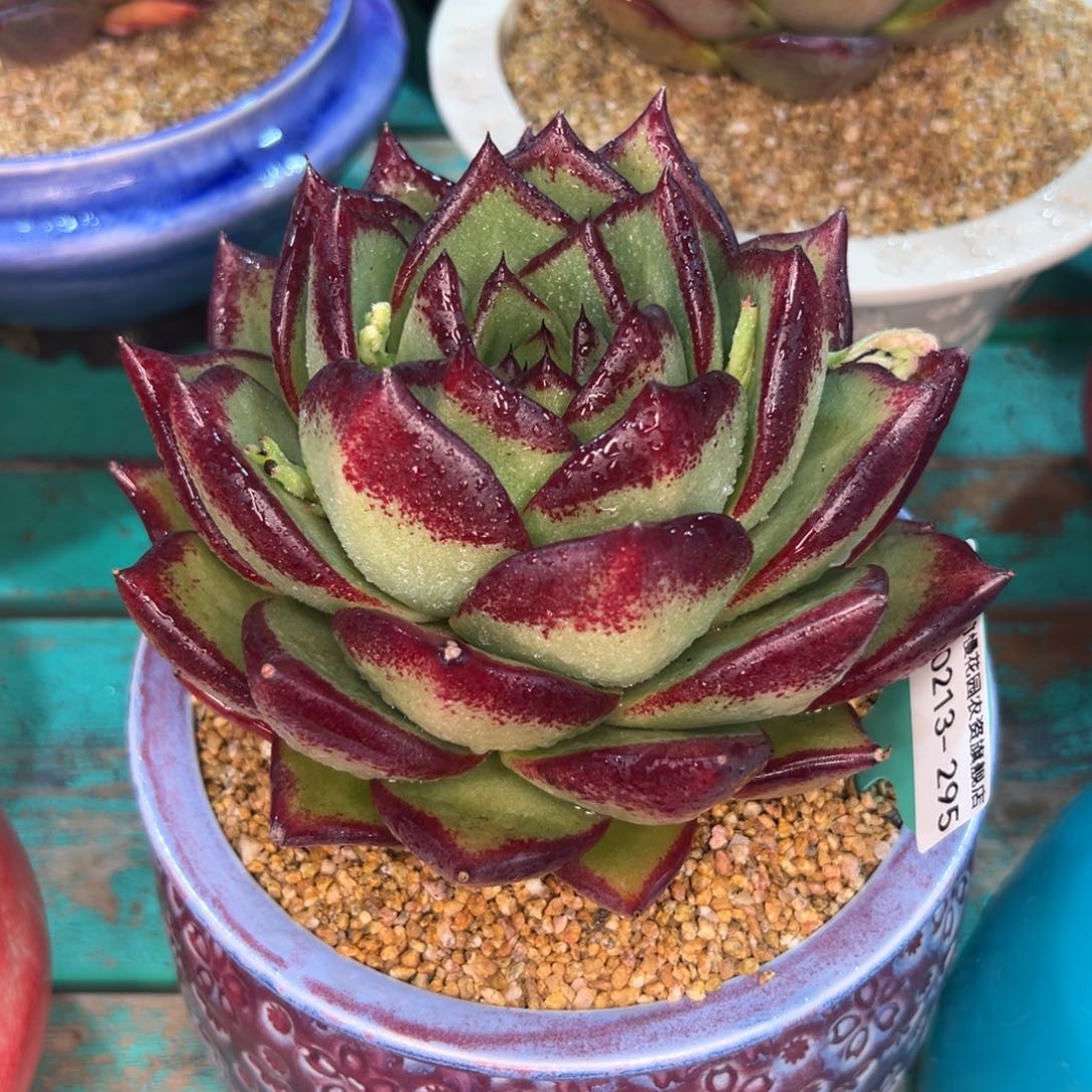 多肉一物一拍0213-295