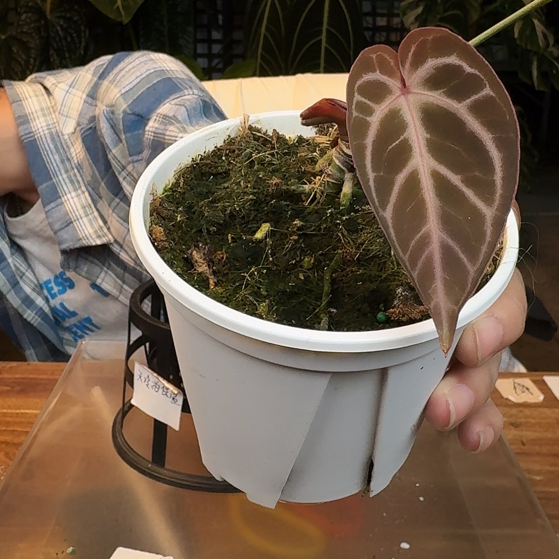 完全开放O48紫水晶杂撕裂纹