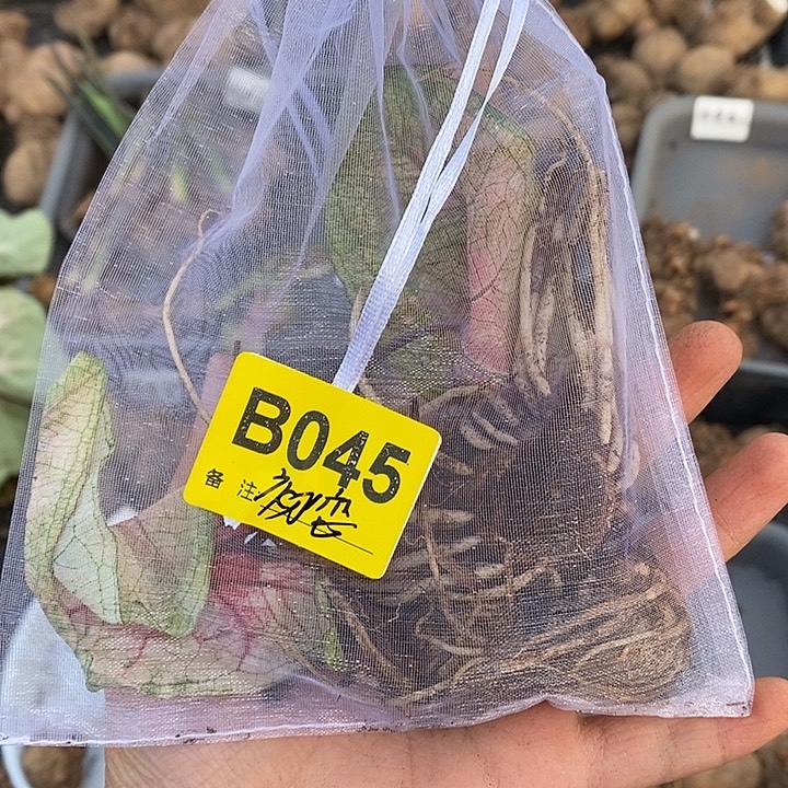 初恋裸球B045禁退不售后