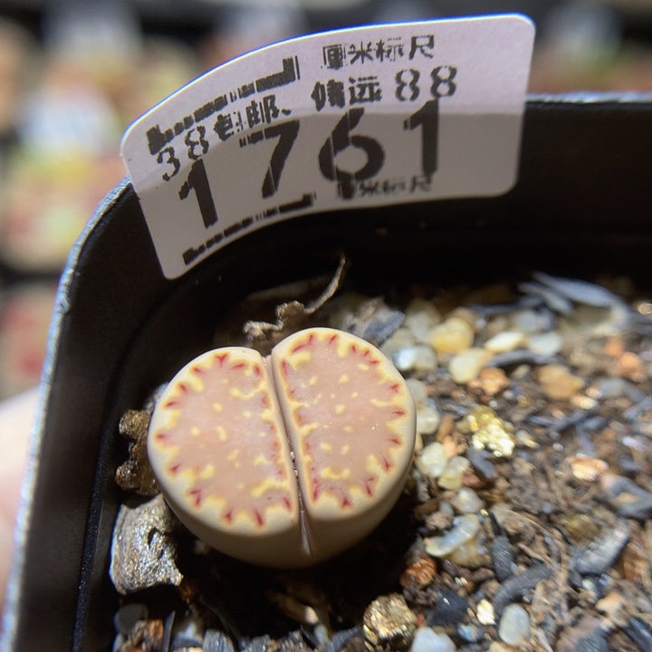 Sss精品生石花1761