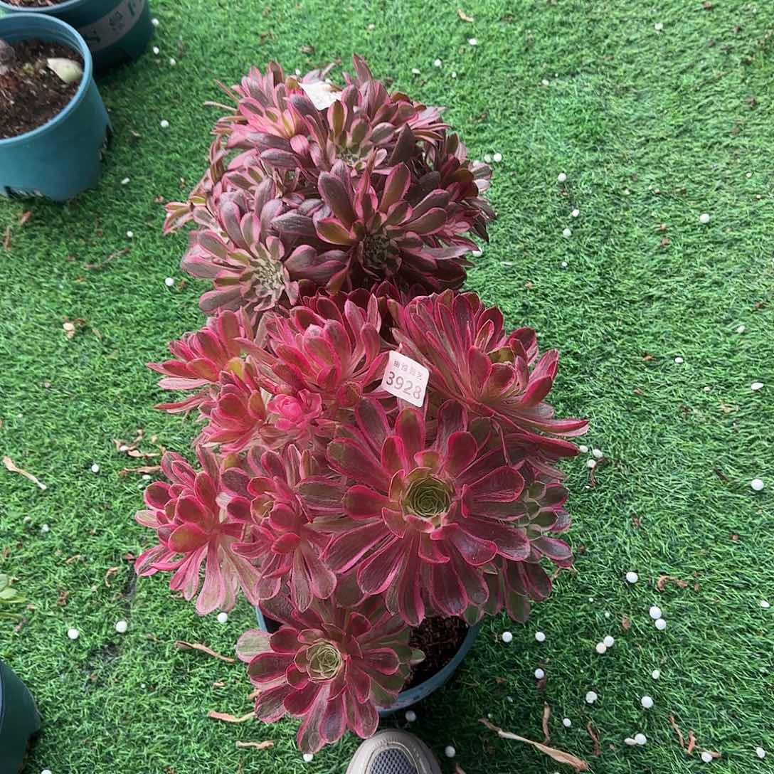 多肉福利组合3928