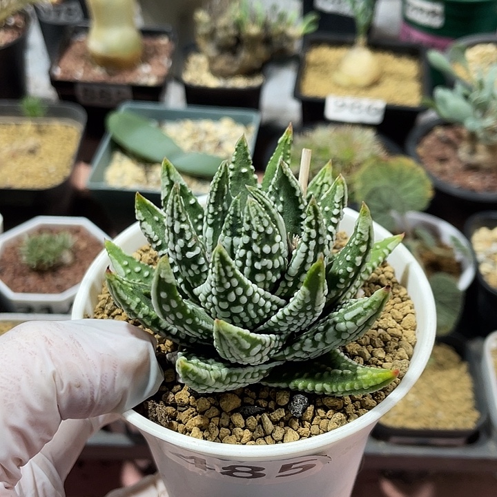 485硬叶十二卷植物