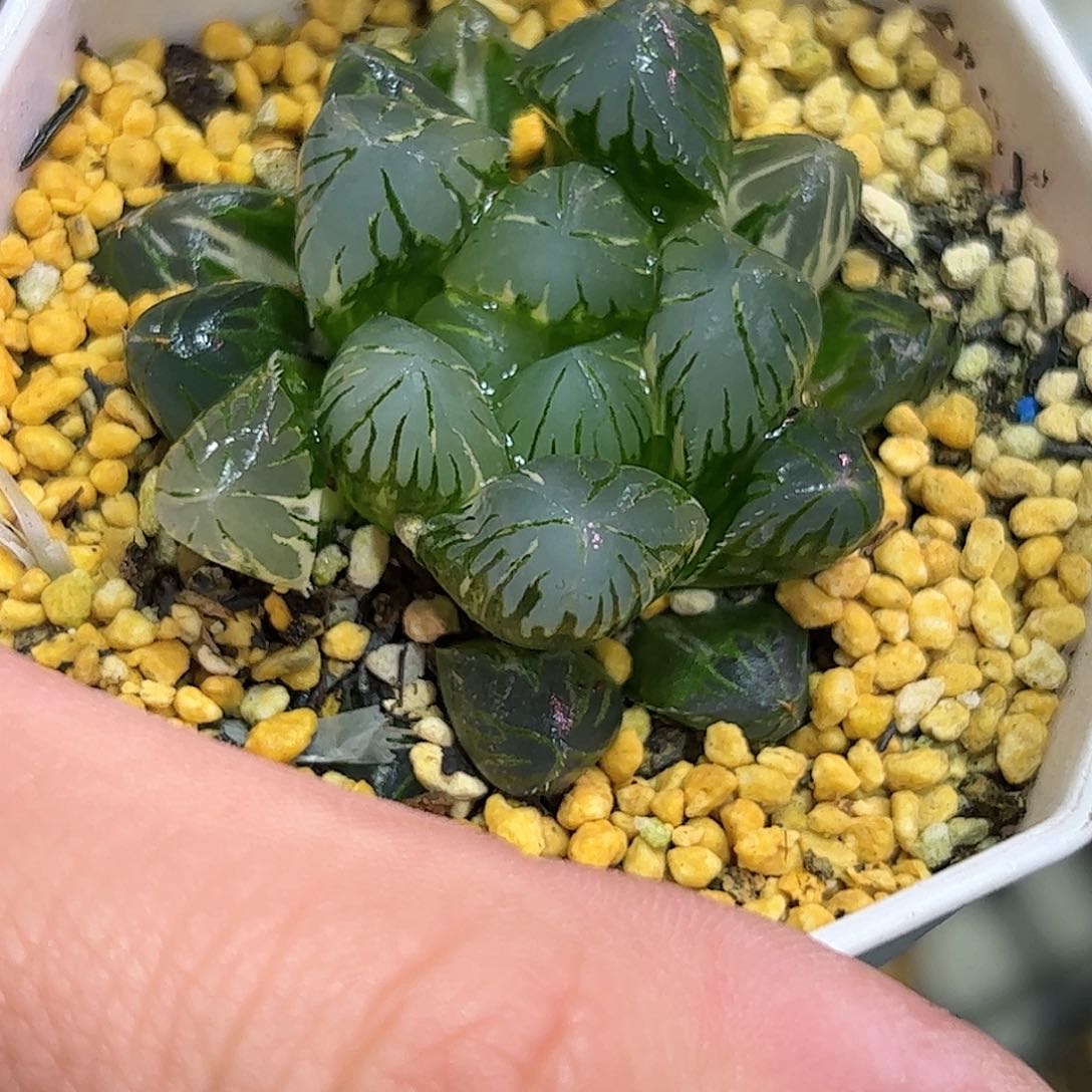 北极之光杂锦十二卷多肉