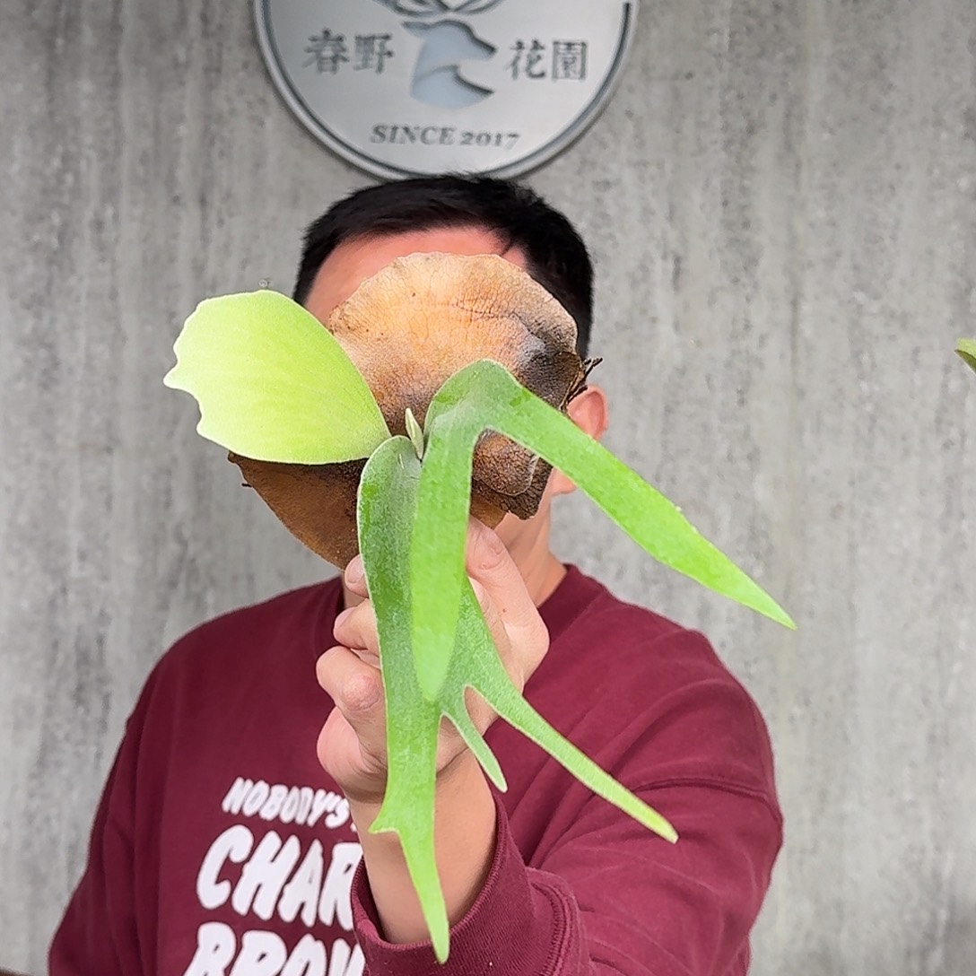 完全开放yot爪哇孢播鹿角蕨