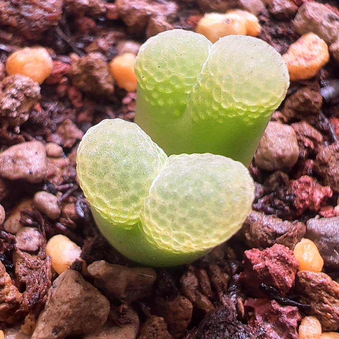 1453.9樱花风铃一颗661。 