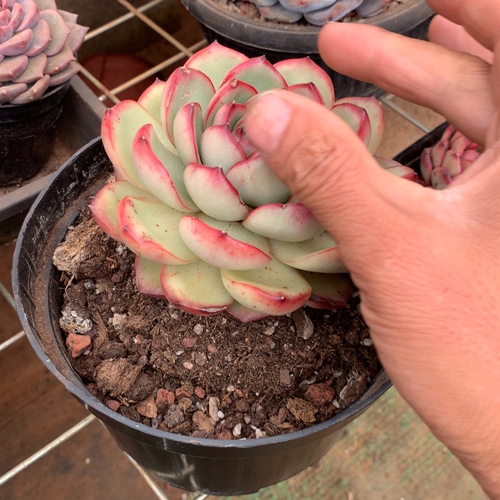 超大花田错多肉植物两单包邮