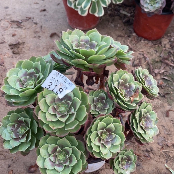 318万圣节绣球1北