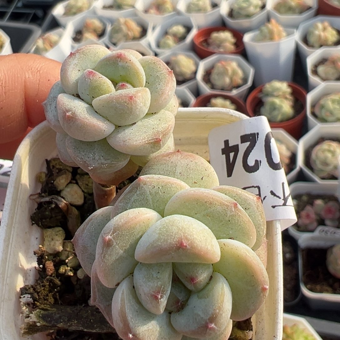 小卡拉米糖心一物一拍12-24