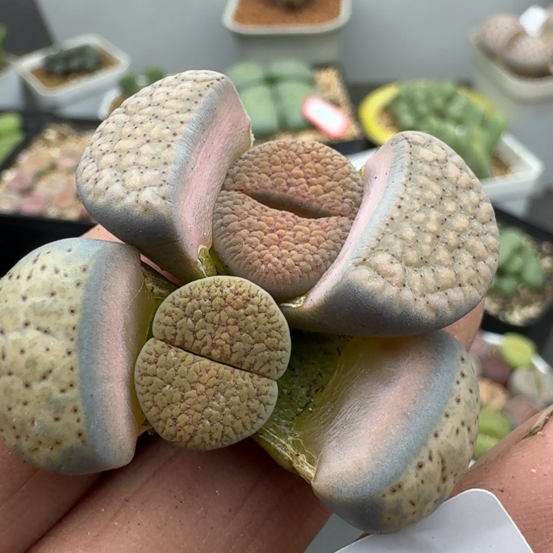 534多肉哈哈哈哈哈哈