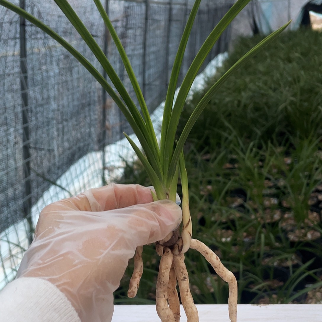 天***涯完全开放兰花兰花