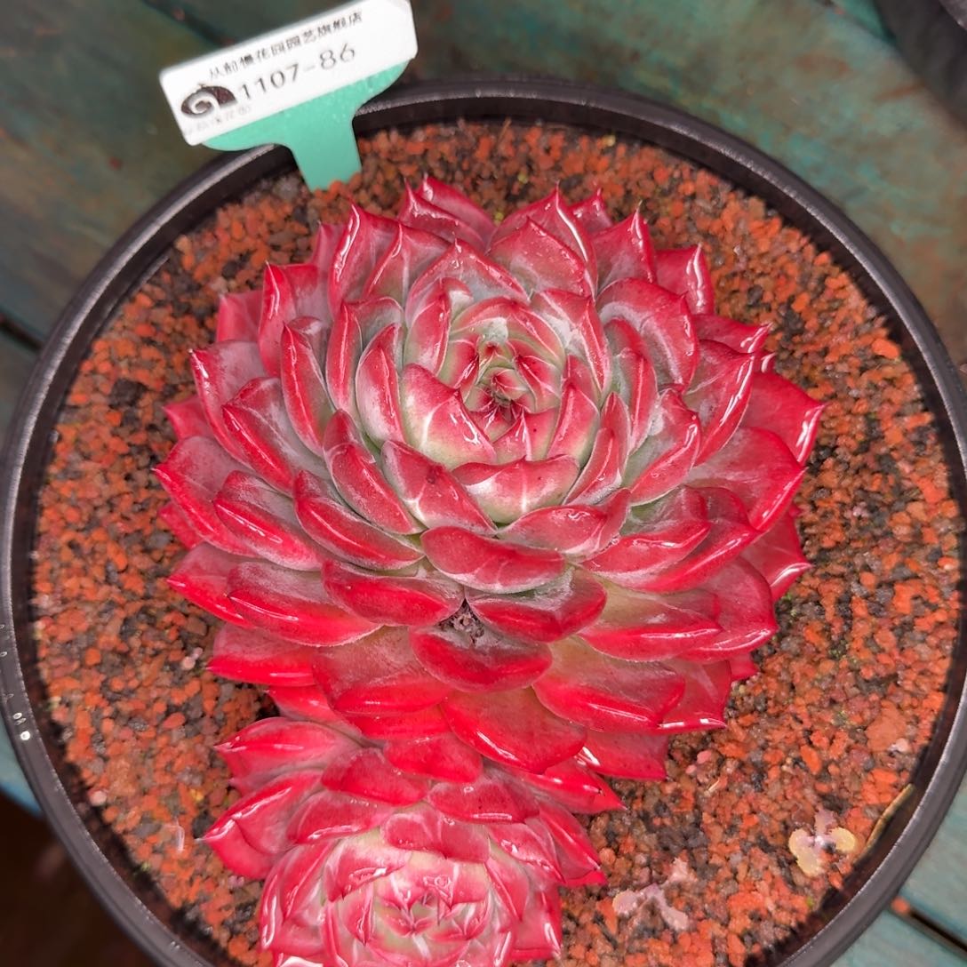 从前慢花园东云1107-86