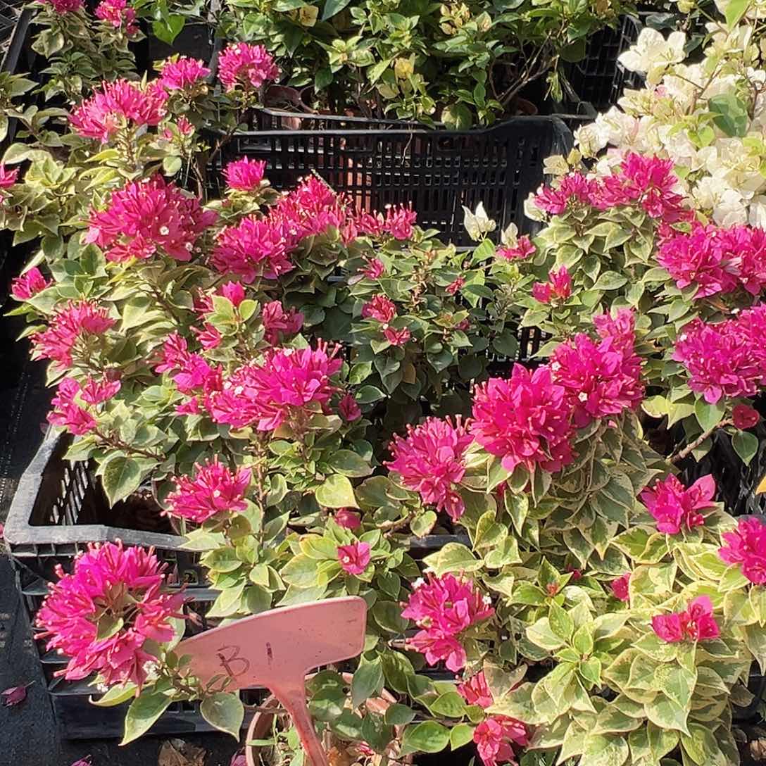 大部分花苞少量开放B1塔紫掌中宝一棵