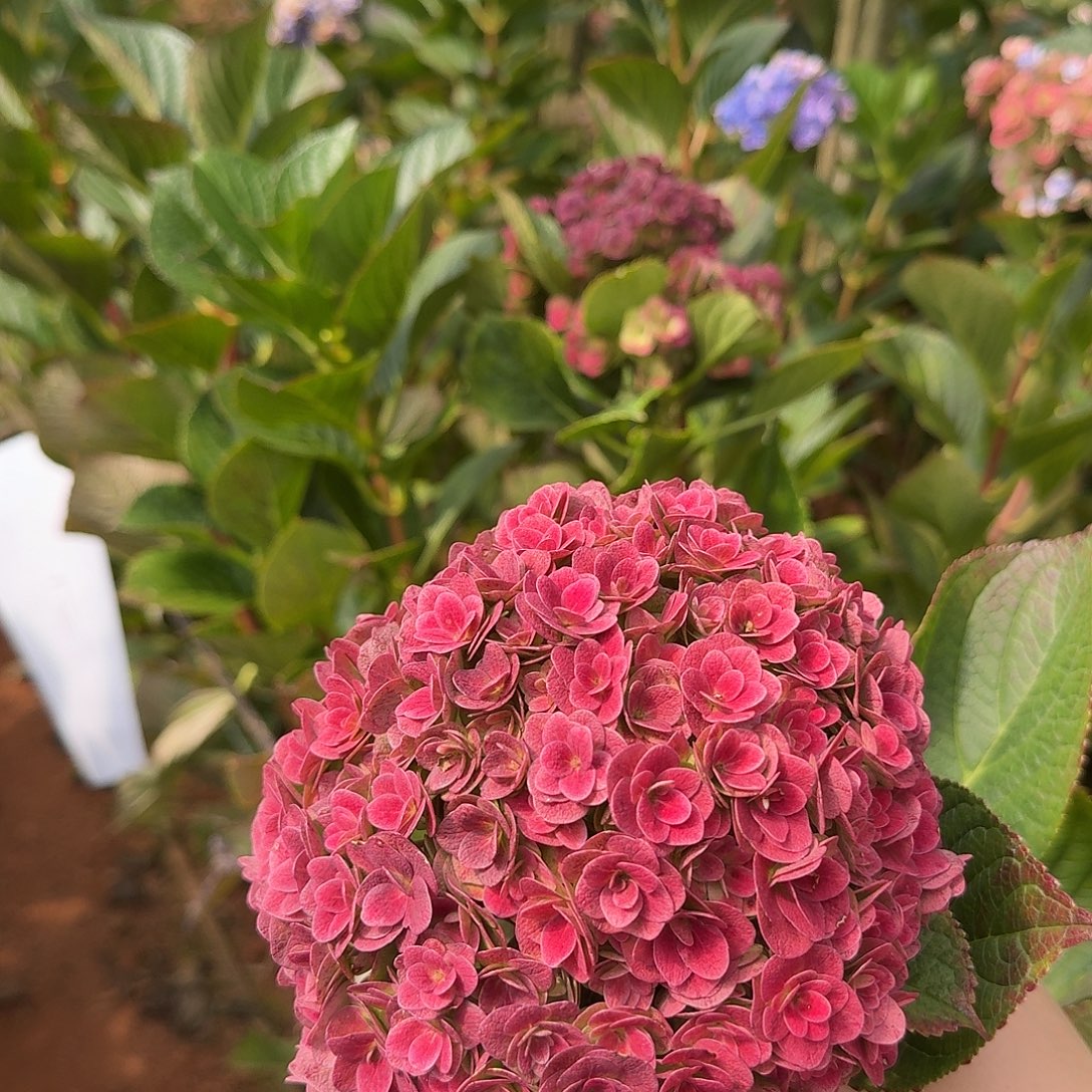 大部分花苞少量开放118