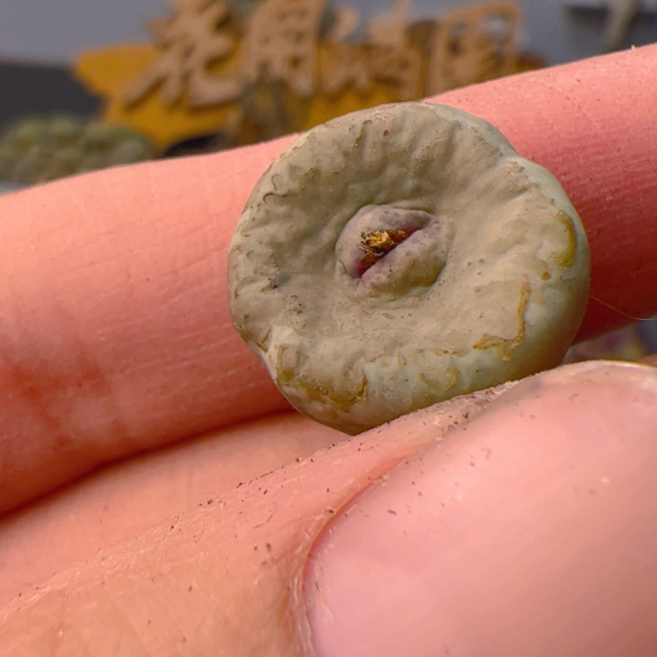 【闪购商品】0000000017