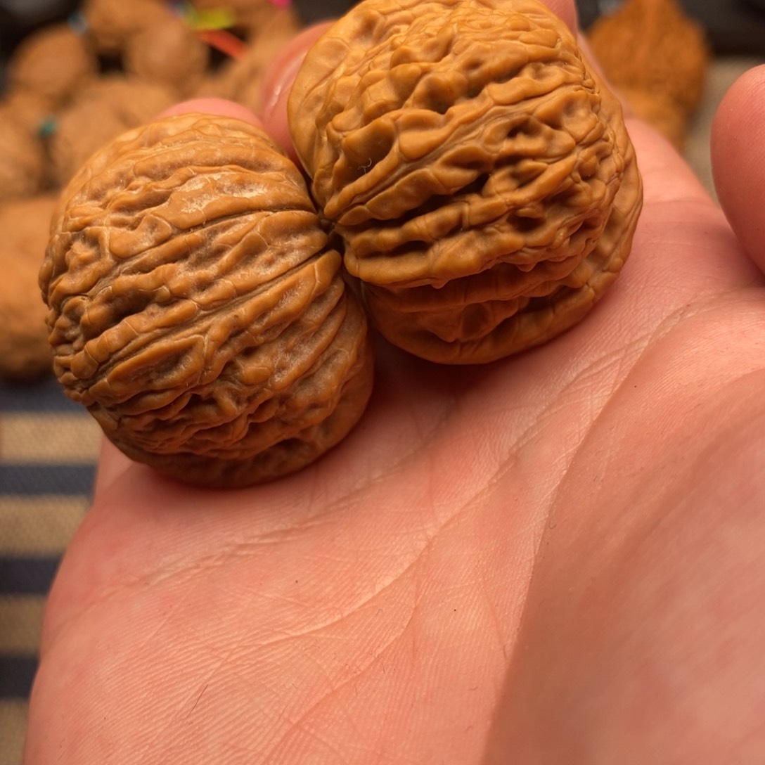 全品无修南瓜篓红皮