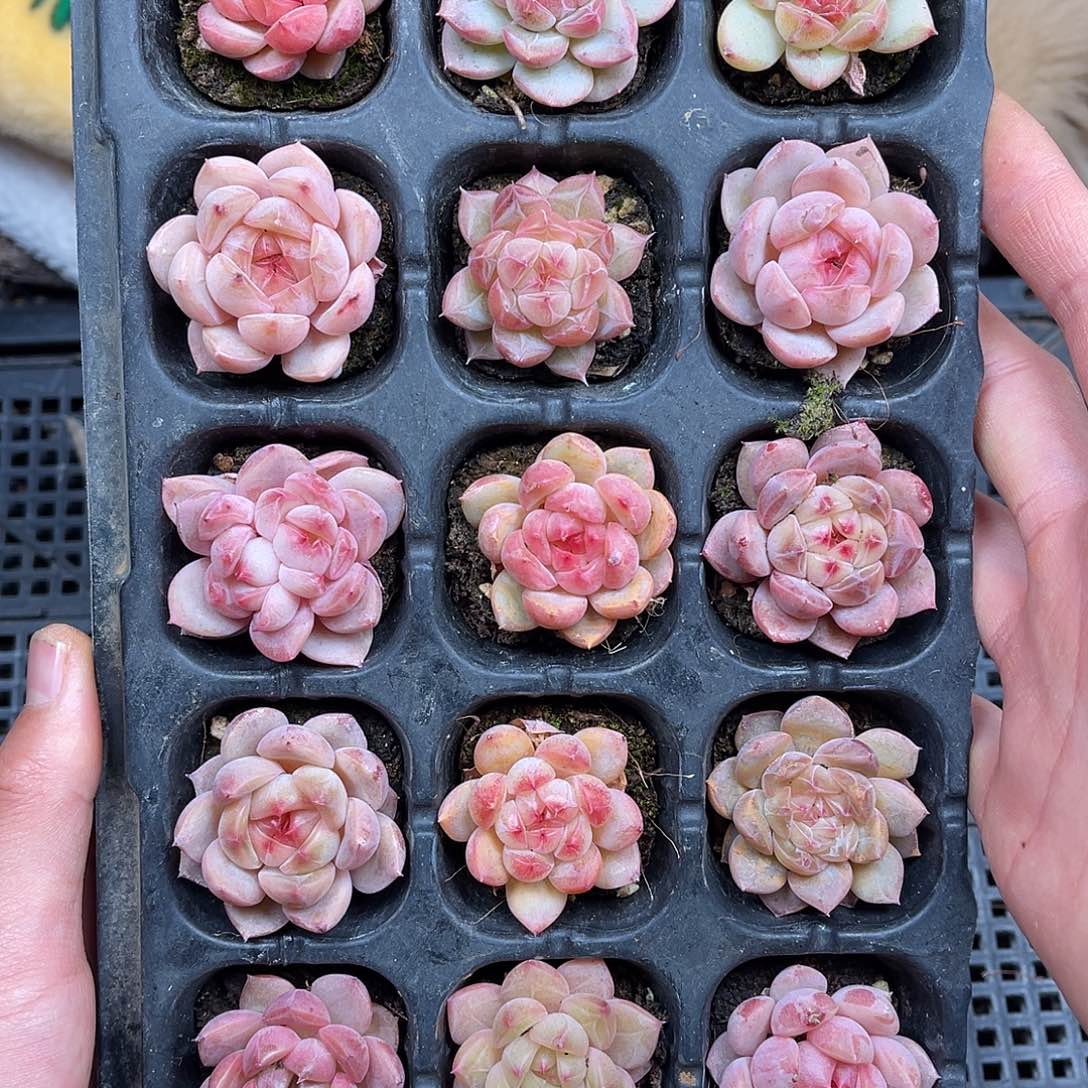 多肉一物一拍1-77