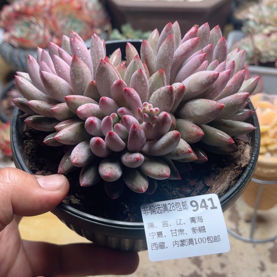 【闪购商品】941虞美人多肉