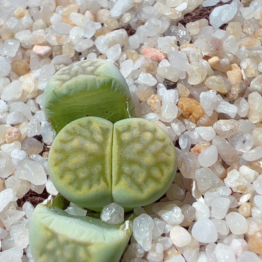 216-160.我是真的不