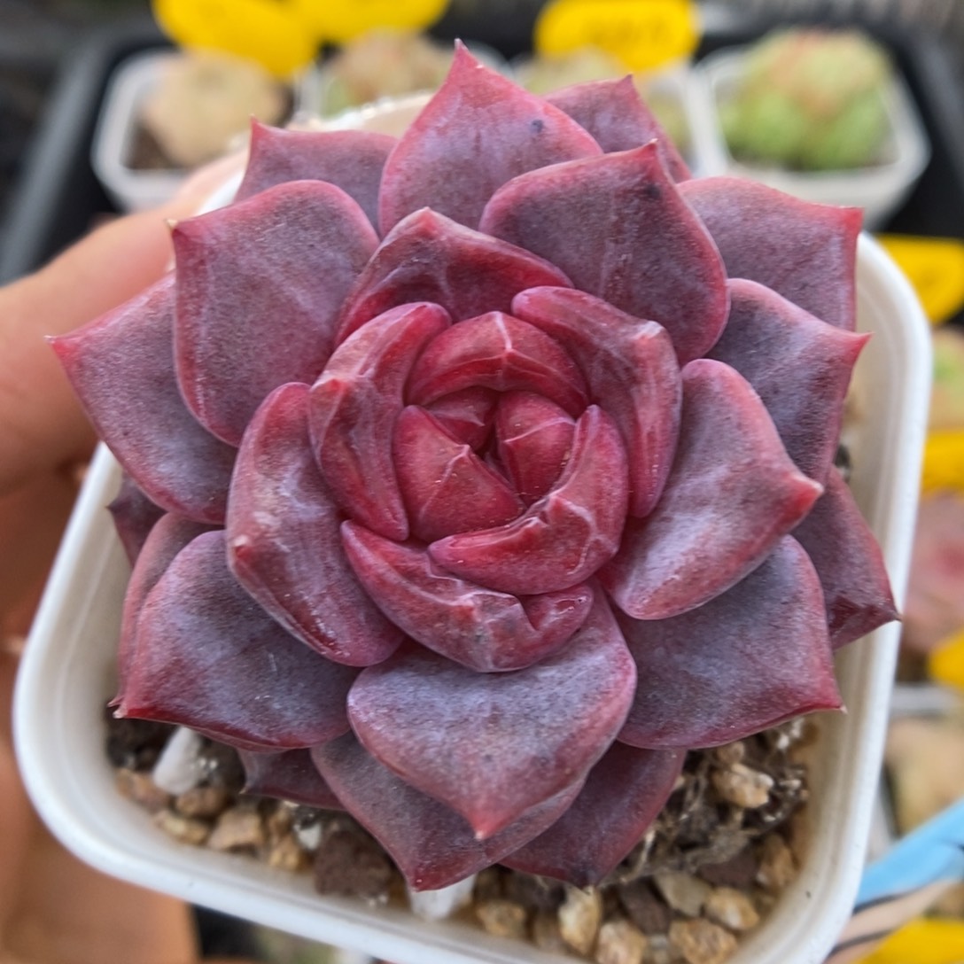 糖心琥珀可拍5409号