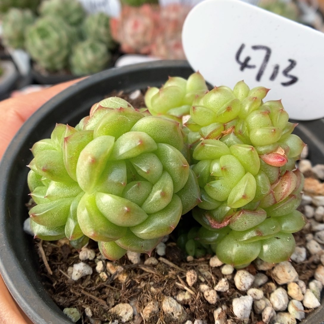 灯泡珍妮群生自然群无砍4713号