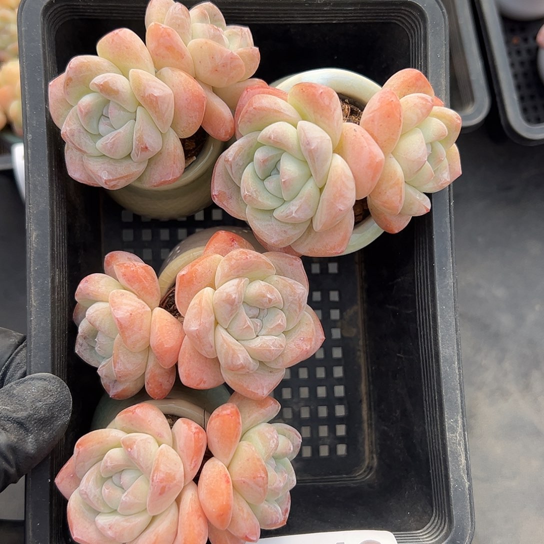 2748，四个双头冰玉带盆发