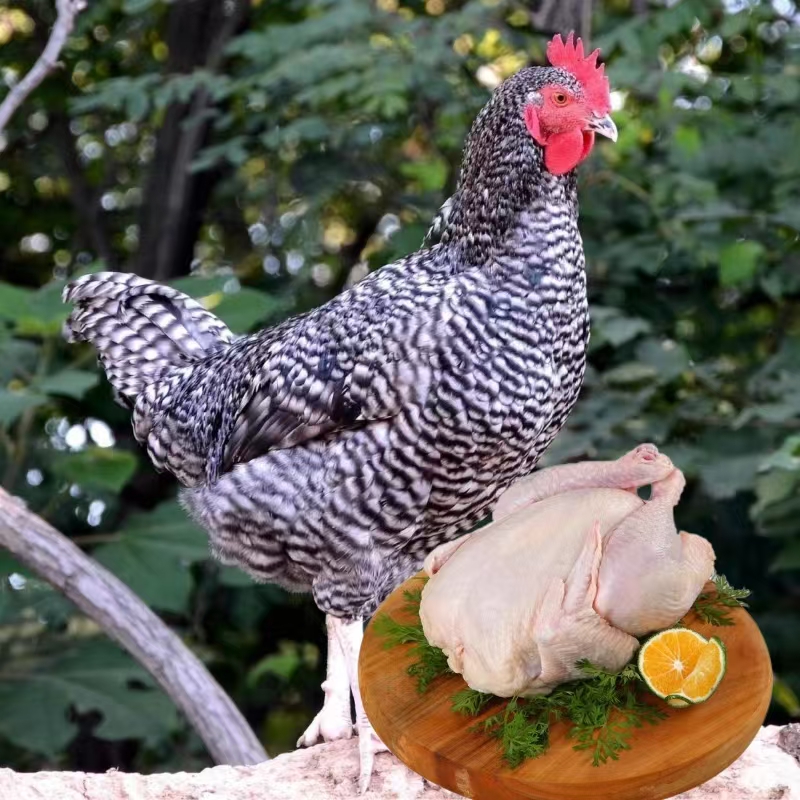  黑色半斤脱温芦花鸡好喂养绿壳下蛋鸡蛋煲汤成年鸡肉质