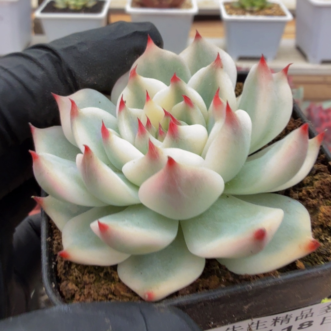 1118-71吉娃娃锦单头