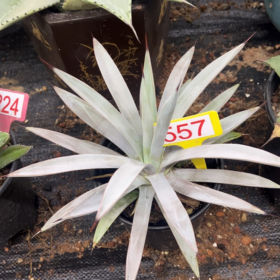 冥王龙舌兰系列龙舌兰