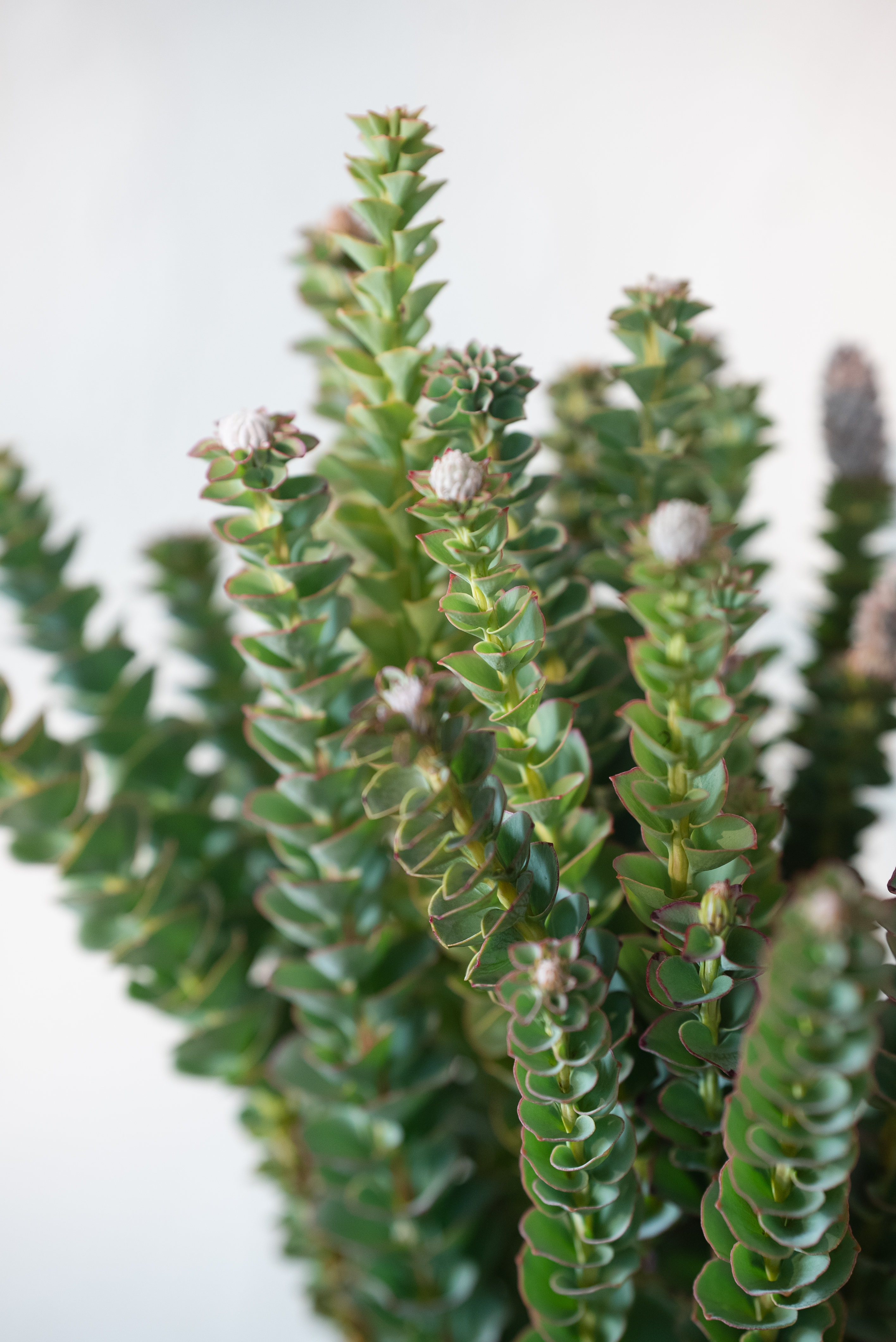 【七礼夫人】森林之眼 节节高 进口花材/小众轻奢/可做干花