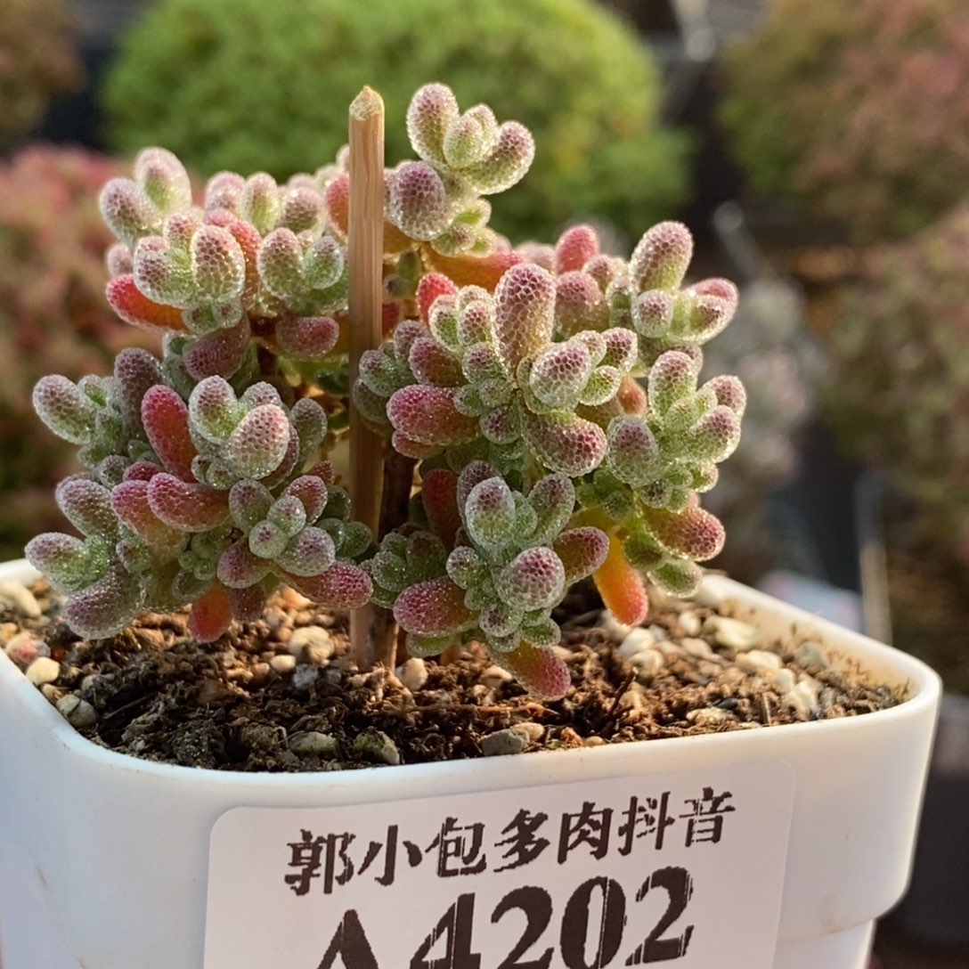 水***烟实生冰晶4202枝干番杏