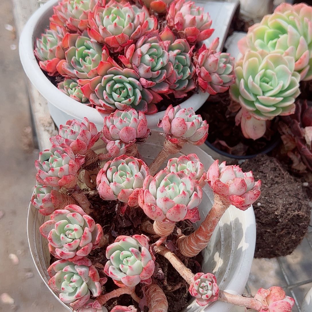 娜娜小勾多头群生精品