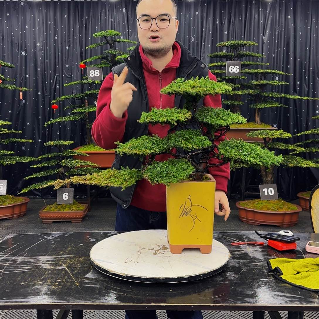 龙爪松高端造型盆景