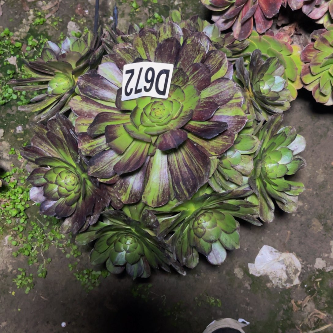 墨染法师26/////13包邮