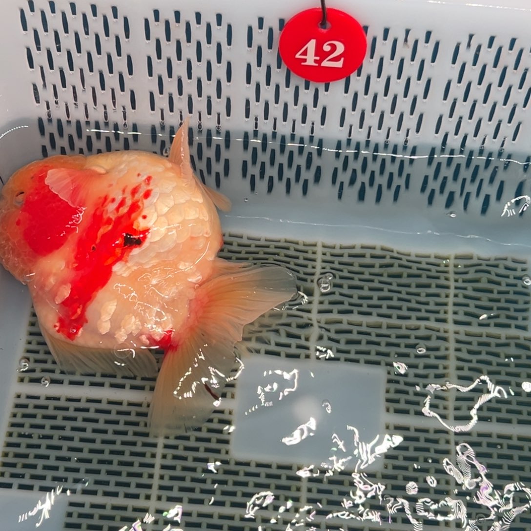J***s海水鱼你好自以为是又在想怎么