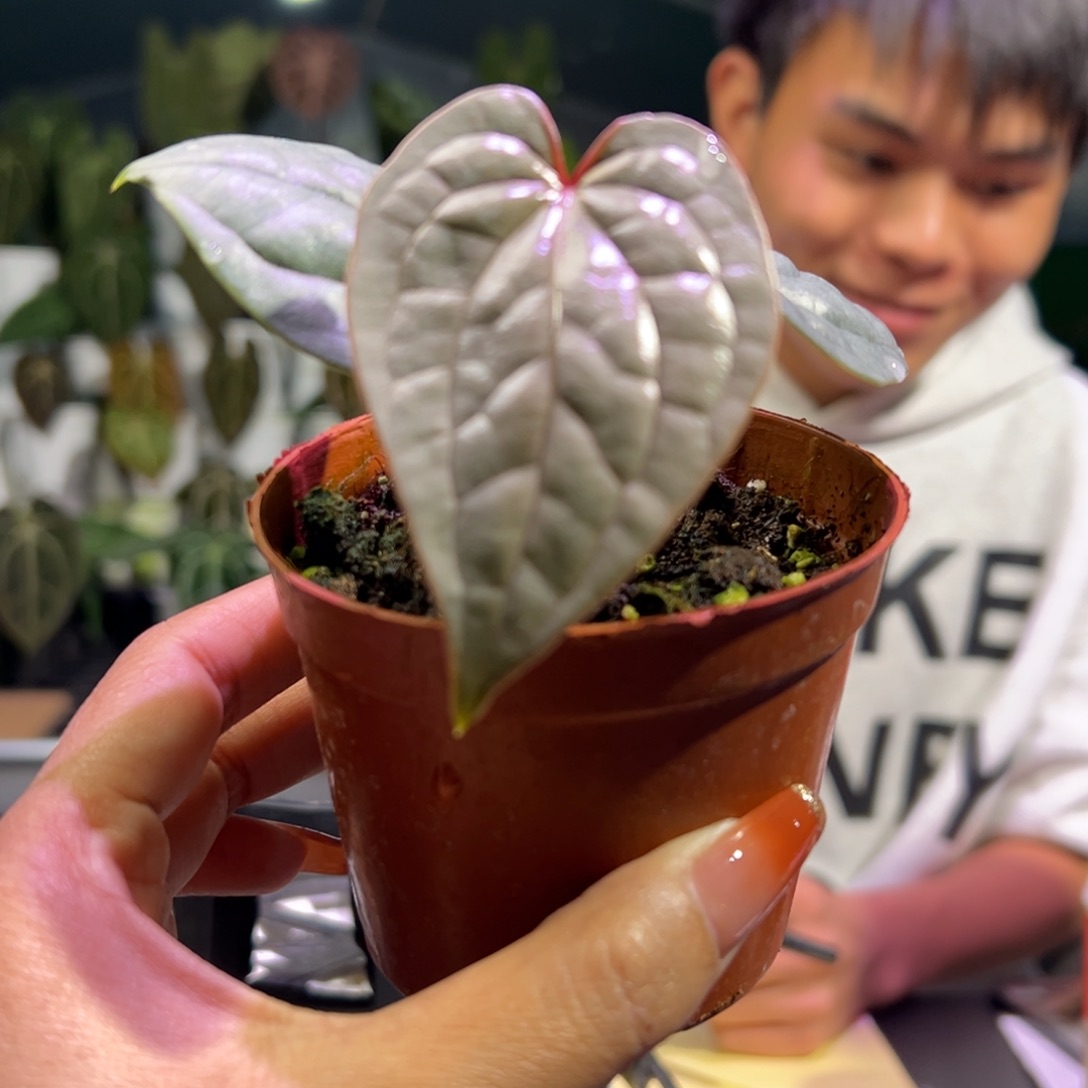 完全开放原种黑奢